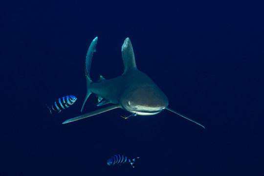 oceanic whitetip shark with a fishing hook with pilot fishes in the deep , Daedalus reef, Red Sea, Egypt