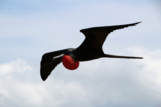 Flying male frigate bird in the Galapagos Islands - Powered by Adobe