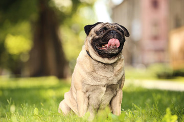 Pug dog sitting on the grass in park