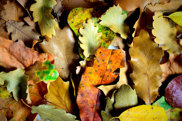 Fondo otoñal y colorido de hojas naturales