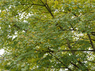 (Acer x neglectum 'Annae') Roter Feld-Ahorn or Zoeschener Ahorn mit dichtem Laub und Blättern mit fünf Lappen