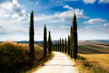 Fototapeta na wymiar Driveway with cypress trees in the Sienese hills in Tuscany