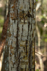Tree trunk in the forest with white bark covered with moss lighted by morning sunbeam.