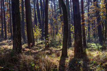 Golden Poland Autumn, Puszcza Niepolomicka, Poland