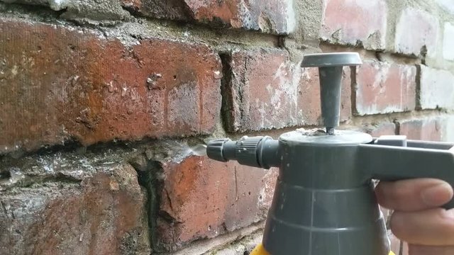Woman spraying joints of old red brick garden wall with water before pointing. Closeup of of hand, yellow pressure spray bottle, and jet of water. Authentic DIY renovation project.