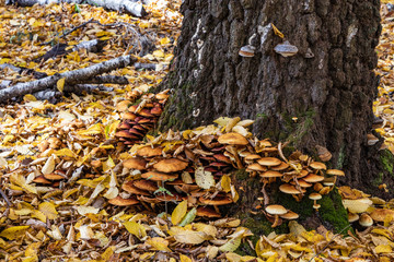 Golden Poland Autumn, Puszcza Niepolomicka, Poland
