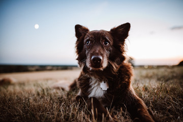 Skeptischer Hund bei Mondaufgang