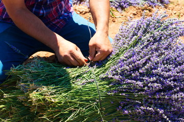 lavender farming