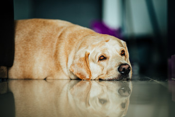 Labrador retriever laying on the floor trying  to get some sleep with sleepy eyes