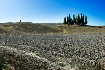 Group of cypresses in the Sienese hills in San Quirico D'Orcia