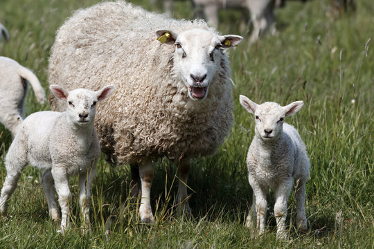 Sheep Mother with Two Lambs