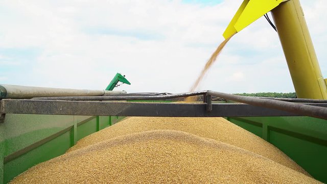 the combine pours grain close-up, combine harvester on the chamfered wheat field, modern combine harvesting wheat on the field, Combine harvester gathers the wheat cr