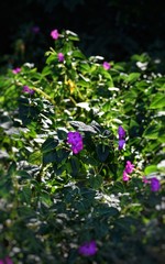 blue flowers in the garden