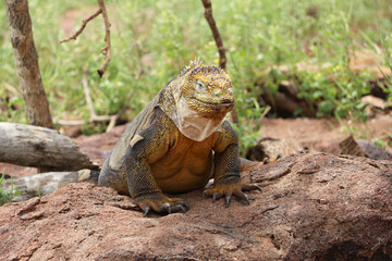large iguana in the Galapagos Islands