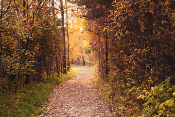 Obraz premium Pathway in the autumn park.