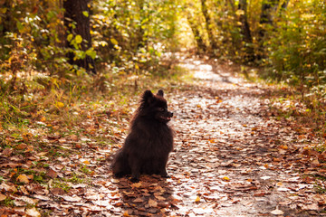 Cute black spitz dog sitting on the fallen leaves in autumn park.
