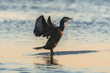 kormoran