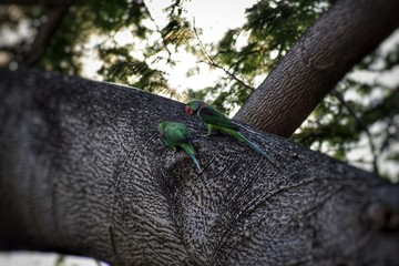 parakeets