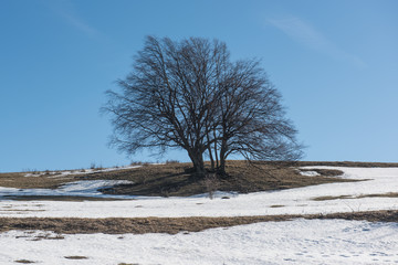 tree in winter