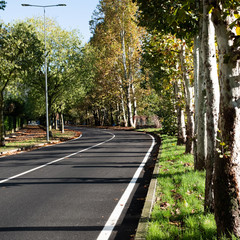 Empty urban asphalt road at autumn morning daylight.