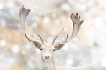 Portrait of white fallow deer in winter time. Beautiful bokeh background.