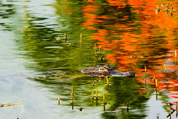 A small alligator swims across a lake in Florida through the reflection of a flame tree in the water