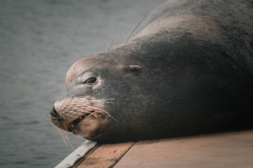 Sae lions is laying on the dock. Seals closeup. Ensenada. Baja California. Mexico.