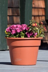 Fototapeta na wymiar flowers in pot