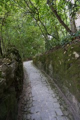 Chemin en pierre sinueux dans un bois