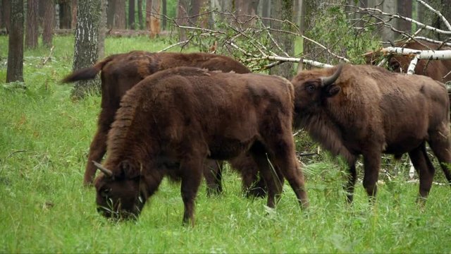 wisent, zubr or aurochs №30 - a large wild Eurasian ox that was the ancestor of domestic cattle. It was probably exterminated in Britain in the Bronze Age