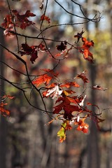 branch of a tree with red leaves
