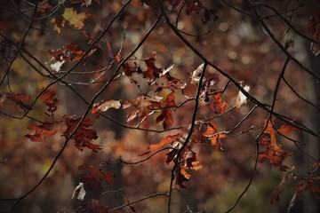 branches of a tree with red autumn leaves