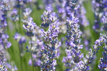 Lavender flowers