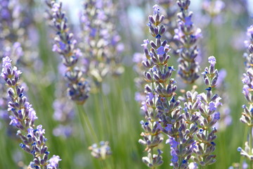 Lavender flowers
