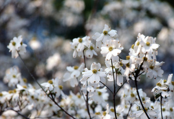 Fototapeta premium dogwood blosoms
