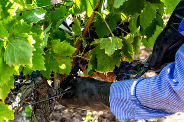 Vendimia uva roja pugliese Italia