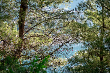 view of Becici beach through trees and grass at the sunrise. Coniferous branches close up. Budva. Montenegro