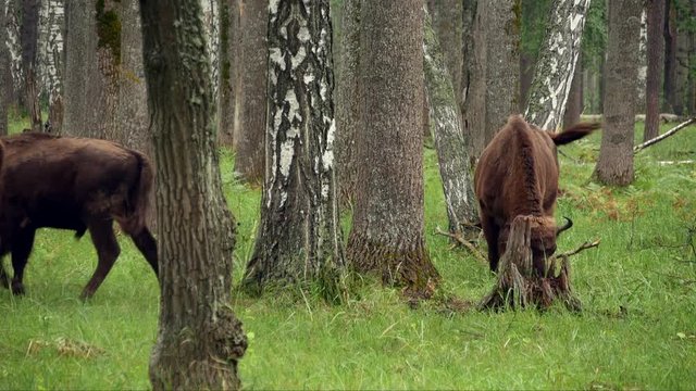 wisent, zubr or aurochs № 29- a large wild Eurasian ox that was the ancestor of domestic cattle. It was probably exterminated in Britain in the Bronze Age