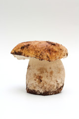 One dirty, unpeeled standing on tube porcini mushroom isolated on a white background.