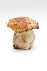 One dirty, unpeeled standing on tube penny bun mushroom isolated on a white background.