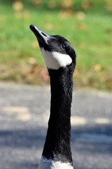 portrait of a goose