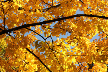 Autumn background. Yellow maple leaves. - 300758115