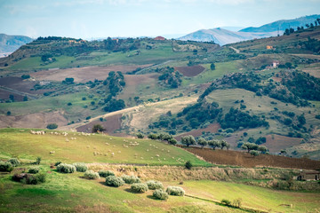 Fototapeta na wymiar landscape of sicilian outback with a flock of sheep