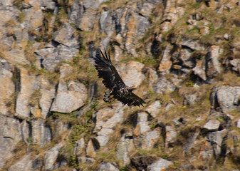 Seeadler in Norwegen
