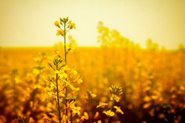 Obraz premium Canola