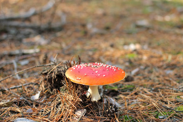 lonely Amanita muscaria in a pine forest