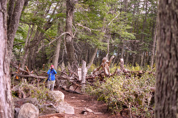 Bosque