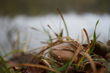 Herbst