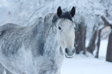 Plakat grey horse with black ears stay in snow