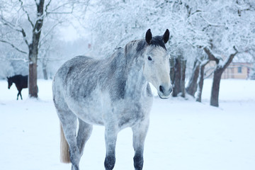 grey horse with black ears stay in snow